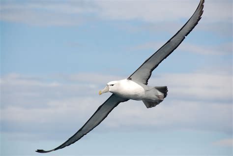  Albatroz - Descubra este majestoso ave marinha que desbrava os céus e mergulha nas profundezas oceânicas!