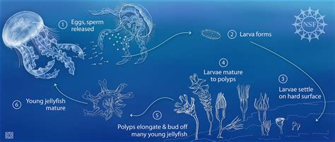  Dolichotheca! Descubra o Fascinante Ciclo de Vida de Esta Medusa que Se Reproduz Através da Regeneração