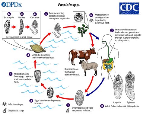  Fasciola Hepatica: Descubra o Vermes que Pode Causar Problemas de Fígado em Humanos e Animais!