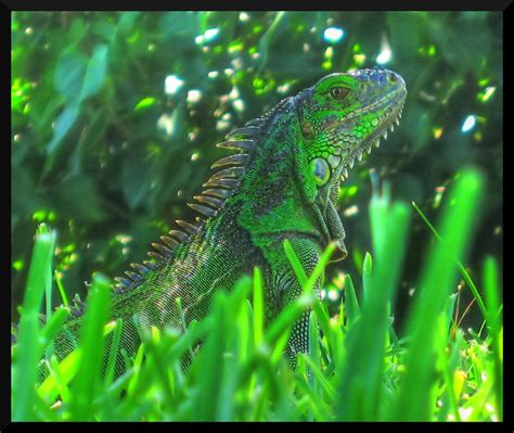  Illustrious Iguana Fish: A Masterful Camouflage Expert with Striking Color Patterns!