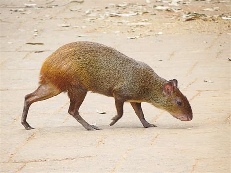  Paca! Descubra o charme da vida noturna desse roedor sudamericano com hábitos de escavação e pelagem macia