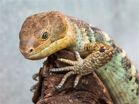  Skink! Descubra o Fascinante Mundo dos Lagartos de Escamas Brilhantes e Caudas Preensíveis!