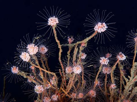  Tubularia: Uma Colônia Pulsátil de Vida Marinhas e Caçadoras Férteis!