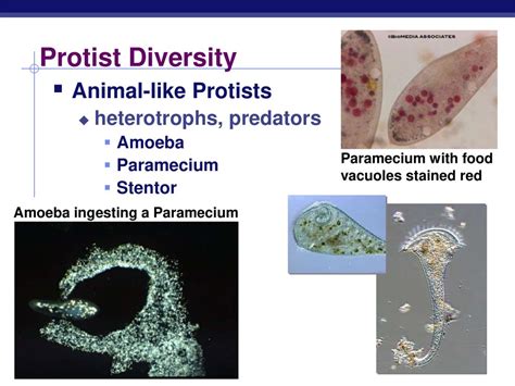  Werewolf Amoeba: Discovering the Tiny Predator With an Appetite for Bacteria!