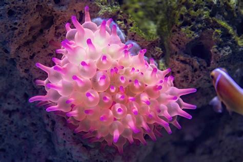  Bubble-Tip Anemone: Descubra o Mistério de um Polvo Habitando em uma Casa Flutuante!