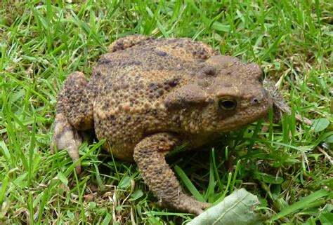  Bufo - Um Sapo que Se Parece com um Bolinho de Chocolate e Tem Uma Pele Rugosa