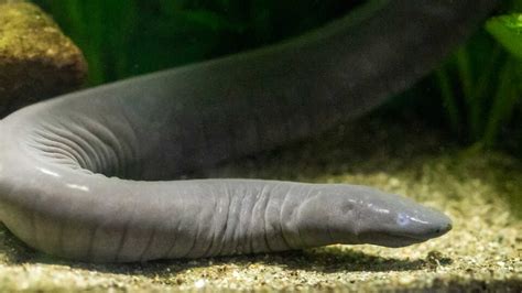  Caecilian! Uma Criatura Fascinante que Combina o Mundo Subterrâneo com uma Pele Brilhante