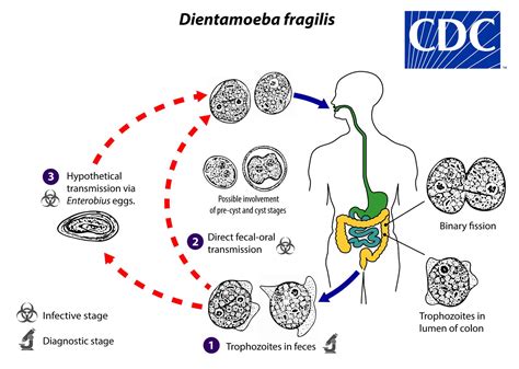  Dientamoeba Fragilis: Um Parasita Intestinal que Pode Causar Problemas Digestivos de Tirar o Sono!