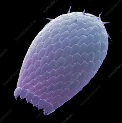  Euglypha! Explore These Microscopic Armored Wonders with Intricate Shells and a Curious Appetite