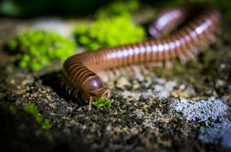  Huntia! Explore this Myriapod Master of Subterranean Survival 