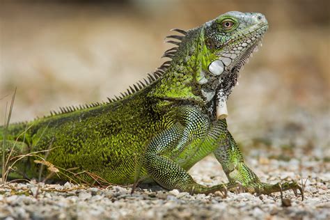 Iguana: Uma Maravilha Escalosa com Escamas Brilhantes e Um Olhar Curioso! 