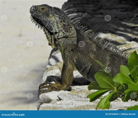 Iguana: Descubra o Rei dos Galhos com Uma Armadura de Escamas e Olhar Penetrante!