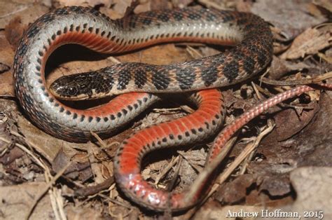  Kirtland's Snake:  A Slithering Enigma With Striking Colors and Secretive Habits!