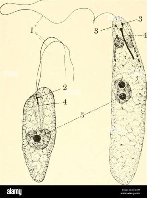  Leptomonas: Um Protozoário Flagelado Que Pode Fazer Você Questionar Tudo o Que Sabe Sobre Parasitas! 