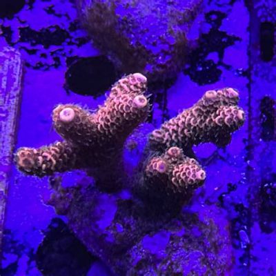 Millepora! Uma colônia animal que pulsa como um coração e se alimenta de minúsculas presas marinhas?