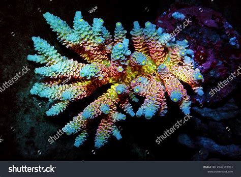  Millepora!  Learn About These Colorful Colonial Animals Known For Their Striking Beauty and Surprisingly Powerful Sting