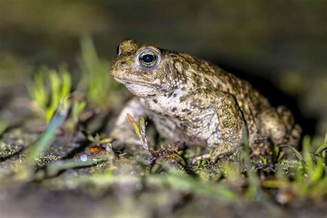  Natterjack Toad: Um Anfíbio de Voz Aguda que Se Esconde entre as Dunas!