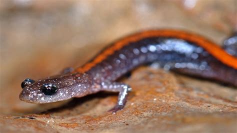  Newt! Explore the World of These Tiny Salamanders with Big Personalities