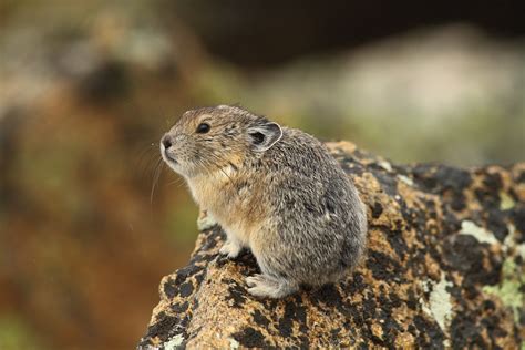  Pika!  These Adorable Little Mountain Dwellers Are Masters of Conservation and Vocal Communication