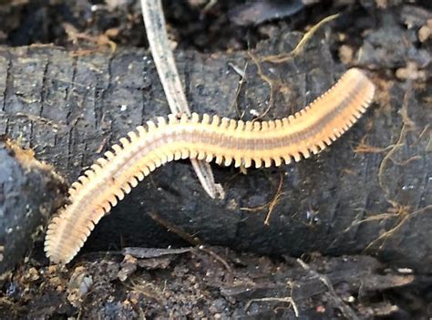 Question: Queestionable Quandary: Is this Millipede Really Sporting Spiky Antennae?