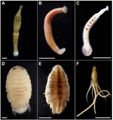  Quinquesporina: Um Parasita Intrigante Que Habita o Mundo Interior dos Crustáceos!