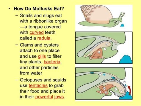  Uroleptus! Um Verme Que Rouba o Almoço dos Moluscos