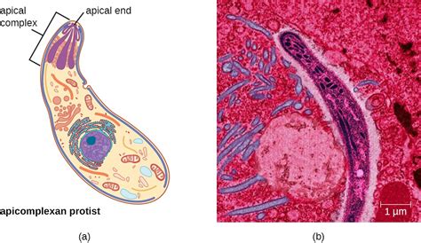  Urosporidium! Desvendando os Mistérios dessa Parasita Unicelular com Uma Vida Fascinante