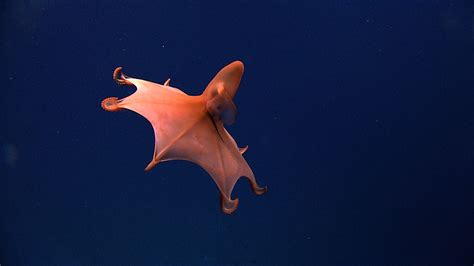  Vampire Squid: Uma Criatura dos Abismos Que Desafia a Gravidade! 