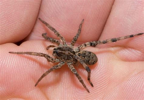  Wine-Colored Wolf Spider: Can This Tiny Hunter Really Outsmart Its Prey With Camouflage?!