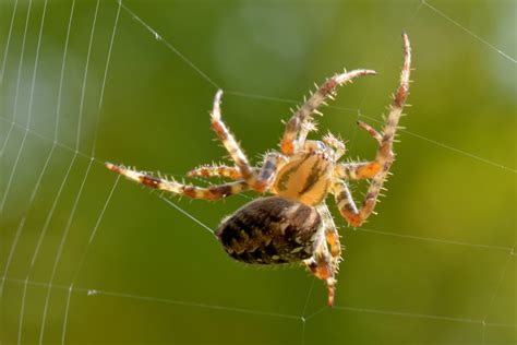  Yellow Garden Spider - A Tiny Arthropod that Spins Golden Silken Traps!