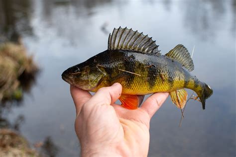  Yellow Perch: Uma Espécie De Peixe Fascinante Com Coloração Dourada Vibrante Que Habita Águas Doce!