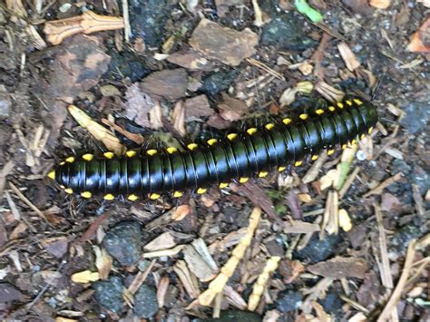  Yellow-Spotted Millipede: Explore Its Remarkable Armored Body and Unique Defensive Tactics!