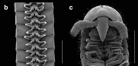 Zoothamnium! A Remarkable Myriapod That Embraces the Miniature World With Exaggerated appendages